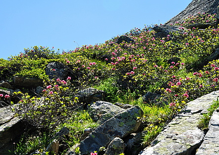 Rhododendron, encountered on the way to the Versettla peak