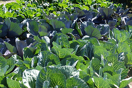 Cabbage field.Historical farm, Mosbjerg