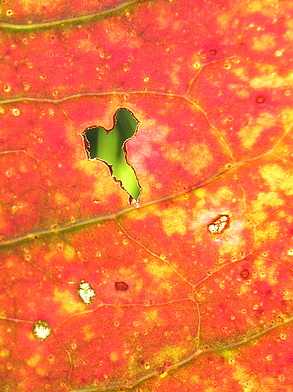 Herbstblatt, Altmühltal