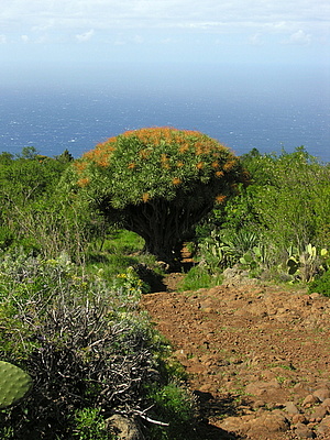 Drachenbaum bei Las Tricias