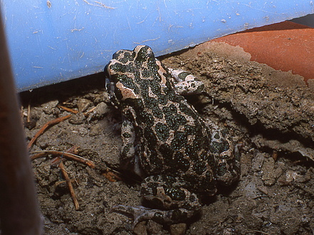 Dieses Exemplar gehört zum Wechselkröten-Komplex (Bufo viridis) - Rhodos, Griechenland