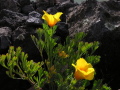 La Palma flower